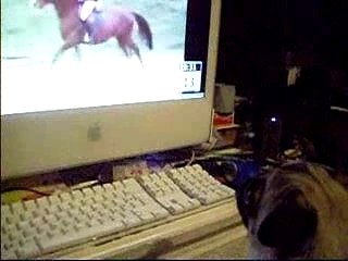 mon carlin regarde les chevaux