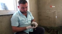 Sarıgöl’de bir köpek 18 yavru doğurdu