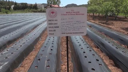 Vali Hanım" Çileği Üreticinin Yüzünü Güldürüyor