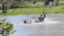 Ce Kudu se défend férocement face à des chiens sauvages