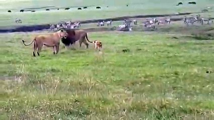Un chien tient tête à un couple de lions... Même pas peur