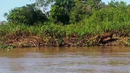 Un jaguar intrépide saute à l'eau pour attraper un crocodile