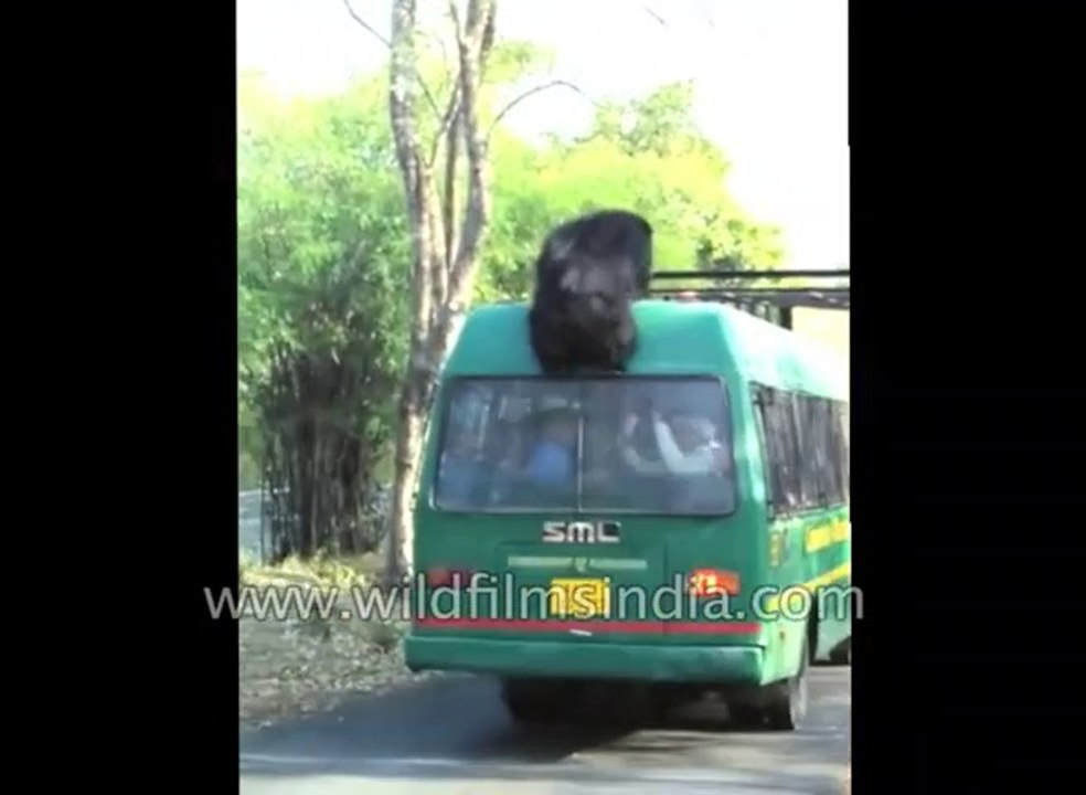 Cet ours est bien décidé à s'évader du parc... Par tous les moyens