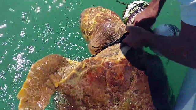 Un pecheur sauve une tortue piégée dans le fil d'une bouée en pleine mer