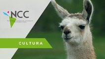 Una llama activista marcha por los derechos civiles