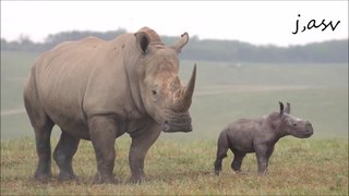 baby rhino  with his mom walking the savannah