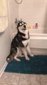 Husky Howls When Owner Says I Love You