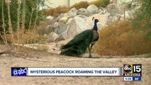 Mysterious peacock seen roaming the Valley