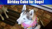 How to Make a FunFetti Birthday Cake For Dogs | DIY Dog Treats Recipe
