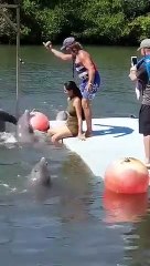 Dolphin Humps Lady! HILARIOUS