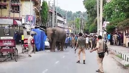 فيل يسرح في شوارع مدينة هندية بعد هربه من محمية مجاورة