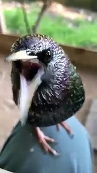 starling talking