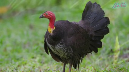 Đây Là Tổ Chim Khổng Lồ Được Làm Trên Mặt Đất Của Loài Gà Tây Bụi Rậm Úc