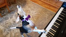 قدرات استثنائية لكلب فنان يعزف على البيانو ويغني