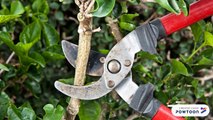 Tree Pruning Services, Calgary