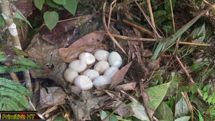 Survival skills - Find food and cook eggs with bamboo - eating delicious