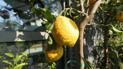 Jardin - Un jardin à croquer !