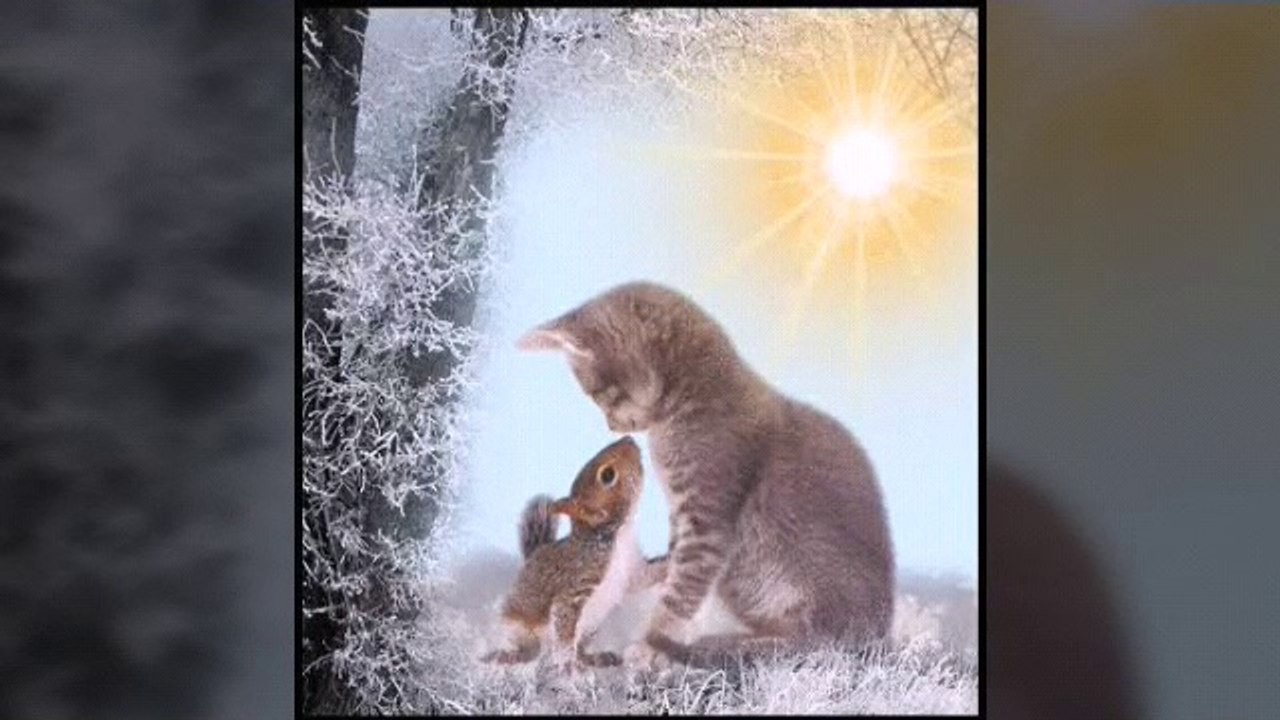 See the friendship between cat and squirrel