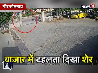 CCTV: जब भरे बाजार में सैर पर निकला शेर तो ये हुआ लोगों का हाल
