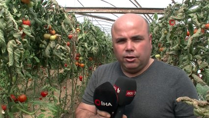 Çiftçinin kabusu ‘Tuta’ geri döndü