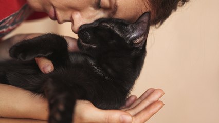 ¿Cómo tomar la decisión de dejar ir a nuestro gato?