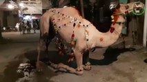 Camel for Qurbani Eid 2018 in Lahore - Samanabad - Camel Qurbani 2018 - Heavy Camels Qurbani