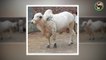 Cow Mandi - 2017 - 2018 - Karmawala Cattle Farm - Lahore - Bakra Mandi - Pakistan
