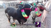 Cow Mandi - Bakra Eid 2017 - Choti Jorri Heavy Price - Lahore Shah Pur Mandi