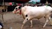 Cow Mandi -- Bakra Mandi -- Bakra Eid -- Qurbani Eid -- Lahore Shahpur Kanjra -- 2017 -- 2018