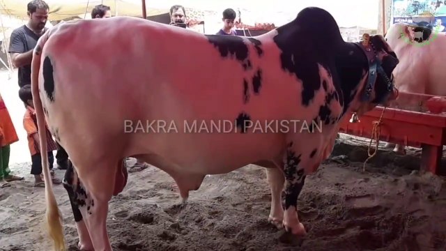 Cow mandi - Beauties of Saggian Mandi - qurbani eid - bakra mandi 2018 videos