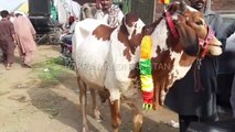 COW MANDI - LAHORE SHAHPUR KANJRA - KITNE KA LIYA BHAI -