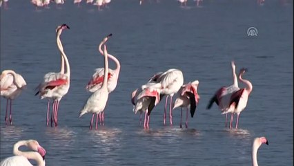 İzmir Kuş Cenneti'nde 20 bin flamingo kuluçkaya yattı - İZMİR