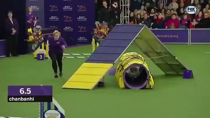 Shrek se lance dans le concours canin