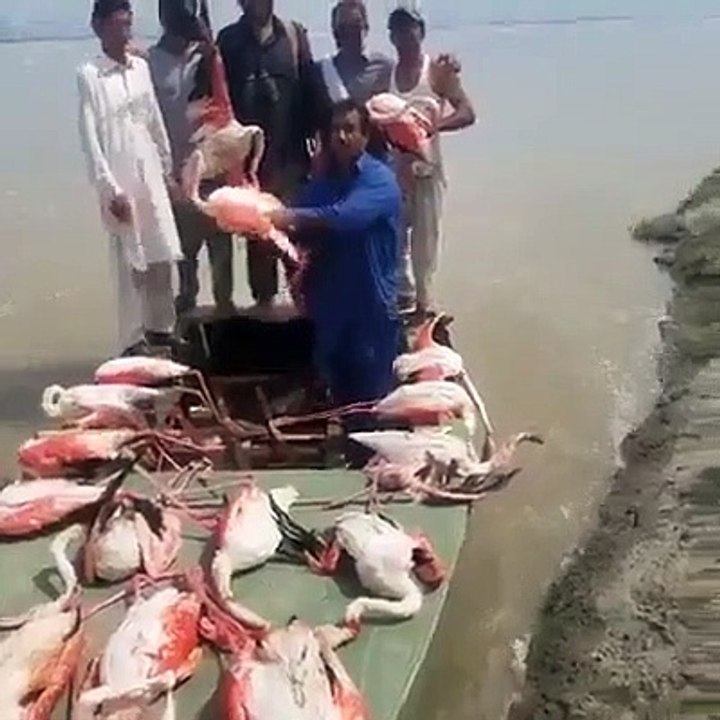 یہ گھٹیا شخص نکا خان  میانوالی کا رہنے والا ہے۔ معصوم پرندوں کو شکار کر کے ان کی ٹانگیں توڑ کے کے شو آف کر رہا ہے کہ میں کوئی چیز ہوں۔ یہ ویڈیو زیادہ سے..._HD