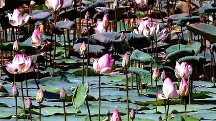 Tamil Hindu Devotional _ Thadagam Ondru _ Nithyasree Mahadevan _ Devotional Song