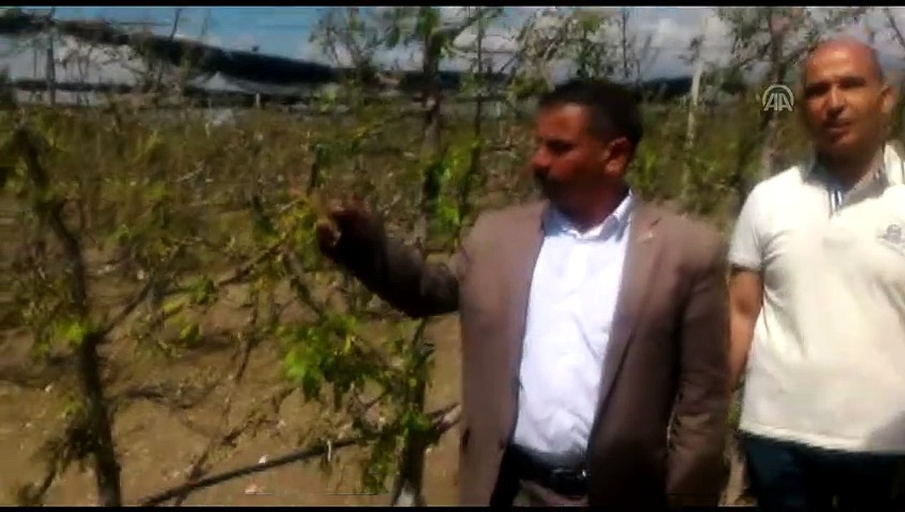 Niğde'de dolu meyve ağaçlarında hasara neden oldu