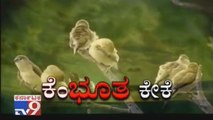 Kembutha Keke: Hunters Kills Beautiful Birds & Animals, Spoils Nature Beauty In Hiresindogi, Koppal