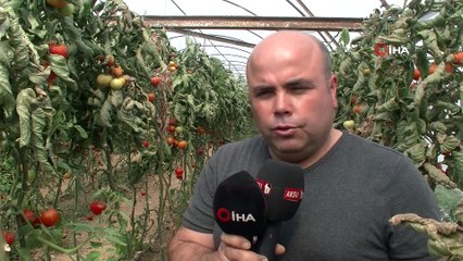 Nisan Ayının Soğuk Gitmesi ‘Tuta Absoluta’ Seraların İçerisine Çekti