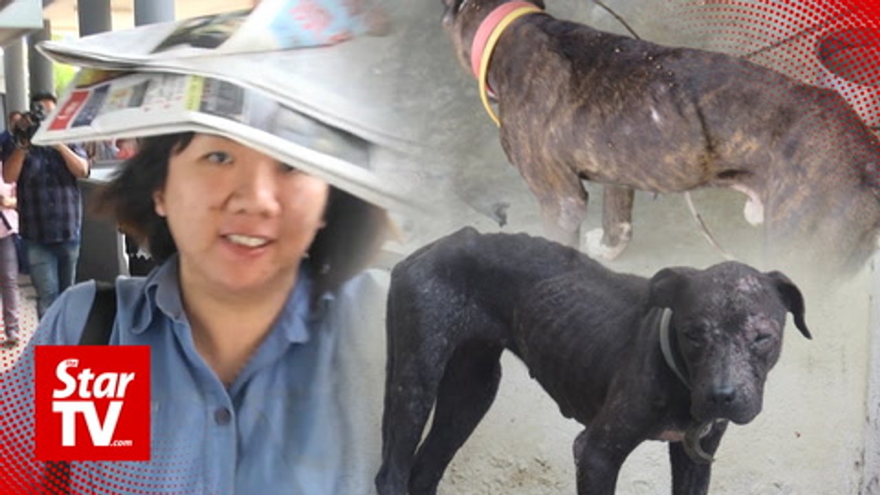 Dog abuser fined RM4,000