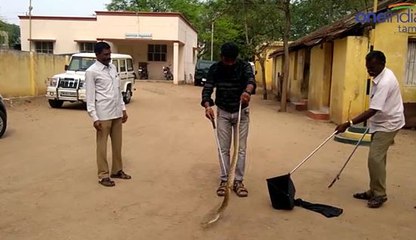 கொடிய விஷம் கொண்ட கண்ணாடி விரியன் பாம்பு பிடித்து வனத்துறையிடம் ஒப்படைப்பு-வீடியோ