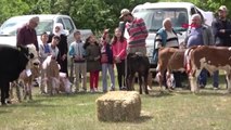 İstanbul-Şile'de En Güzel Buzağı Yarışması
