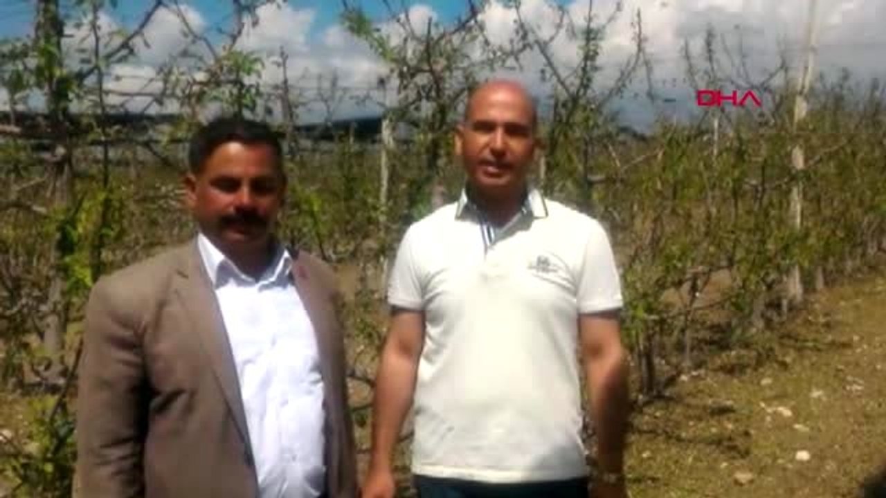 Niğde'de, Dolunun Vurduğu Meyve Bahçelerinde Hasar Tespiti