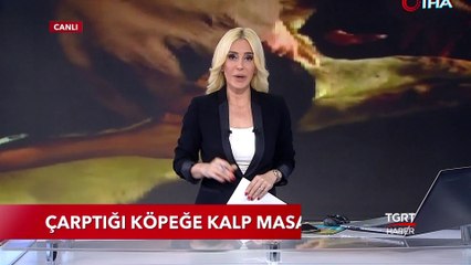 Aracıyla Çaptığı Köpeğe Kalp Masajı Yaptı