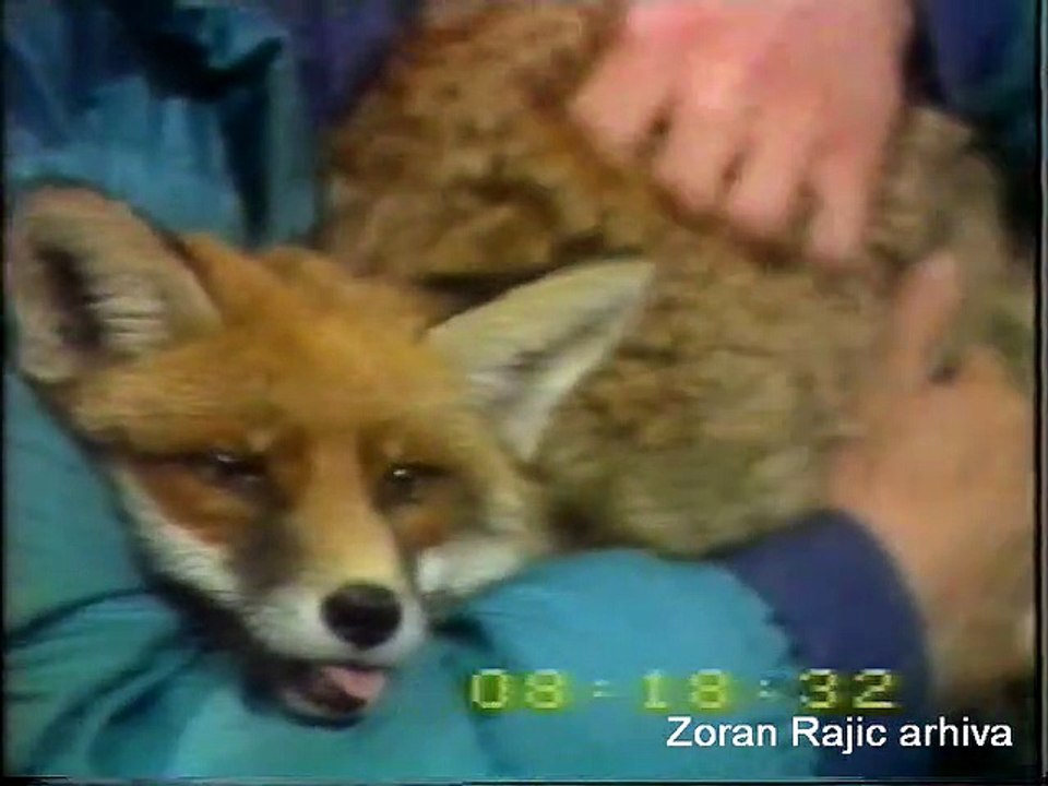 1989. Ridja lisica