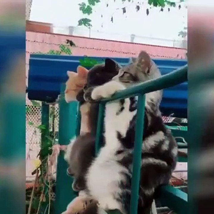 Cette compilation de chats drôles va vous plier de rire. Regardez ...