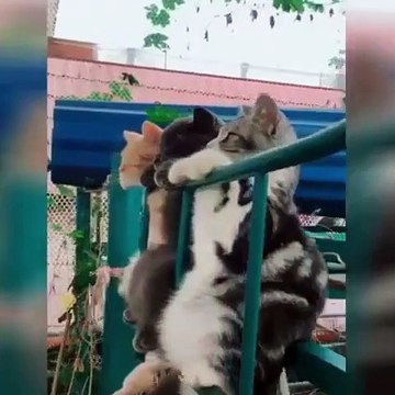 Cette compilation de chats drôles va vous plier de rire. Regardez !