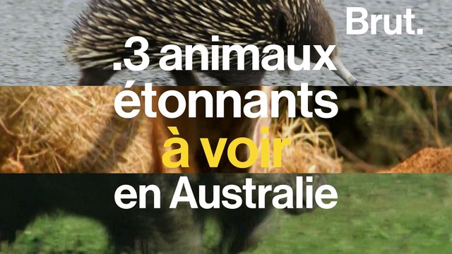 Voici 3 animaux étonnants venus d'Australie.