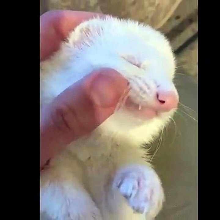 Ce furet apprécie vraiment les caresses de sa maîtresse. Adorable !