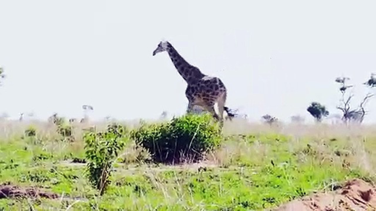 Cette girafe est simplement majestueuse. Regardez !