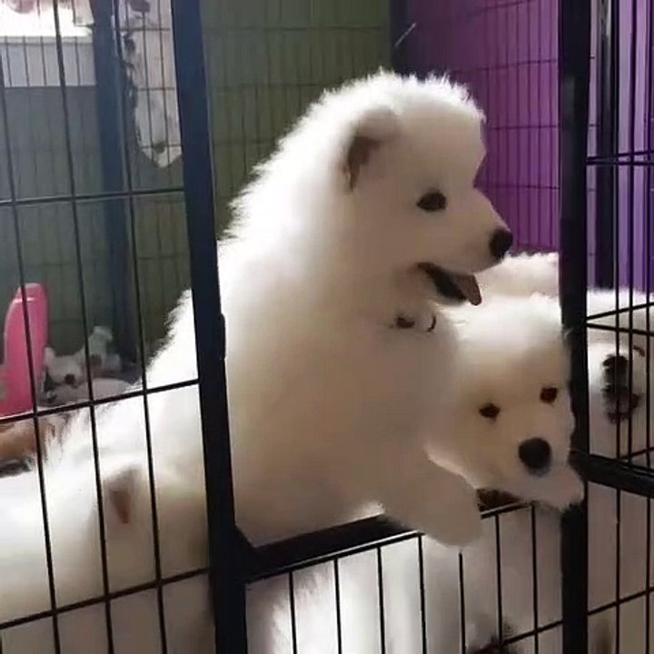 Ces chiots samoyèdes sont intrigués par la camera. Réaction adorable !